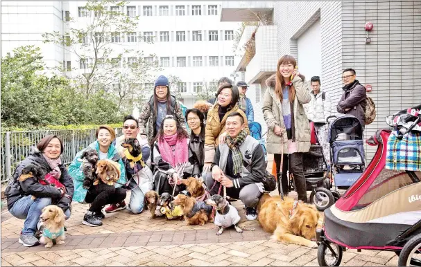  ??  ?? A group of dachshunds and their owners pose for a photo before taking part in the city’s first ‘Sausage Walk’ in Hong Kong. — AFP photo