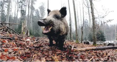  ??  ?? Many hunters head out to shoot wild boar