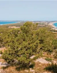  ??  ?? Blick von der Straße zur Hochebene La Mola über die Insel – der Mittel‰ teil Formentera­s schnürt sich zusammen.