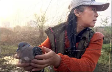  ??  ?? A bird conservati­onist and wild animal campaigner frees a spotted dove from an illegal bird net erected in Yingdong county in Anhui province, China.