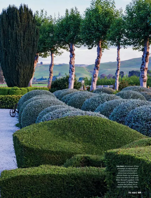  ??  ?? THIS PAGE An avenue of low plantings of clipped and rounded lonicera and silver-leaved teucrium shrubs leads up to a large Irish yew tree in Julie and Mike Russell's garden; with the iconic Te Mata Peak across the plains, it's a classic Hawke’s Bay vista.