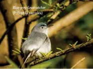  ??  ?? Blue-grey Gnatcatche­r (Polioptila caerulea)