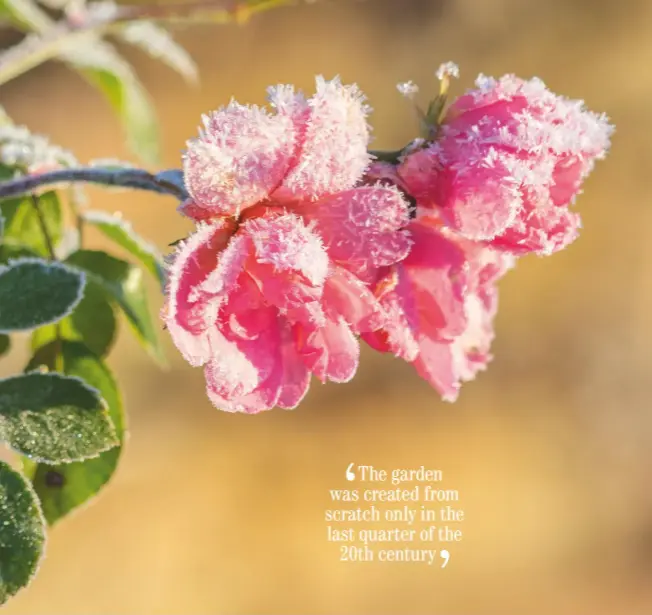  ??  ?? The coldest days of midwinter bring rewards to anyone venturing outdoors with an observant eye. A late-blooming rose is transforme­d by frost into a diamond-encrusted treasure. The rose garden at Felley dates from the mid 1990s