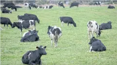  ?? AP ?? Cows rest in a paddock on a farm near Invercargi­ll, New Zealand.