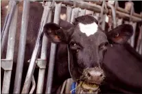  ?? CP PHOTO DARRYL DYCK ?? A dairy cow feeds at Nicomekl Farms, in Surrey, B.C., on Tuesday.