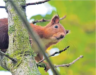  ?? ?? What a delight to find red squirrels, rarely-seen gadwall ducks and exotic inkcap mushrooms.