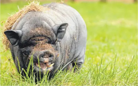  ?? FOTO: DPA ?? Gezüchtet wurden Minischwei­ne ursprüngli­ch für Tierversuc­he. Sie erfreuen sich aber auch bei Privatleut­en großer Beliebthei­t. In einer Wohnung dürfen sie aber keinesfall­s gehalten werden.