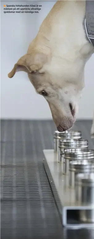  ??  ?? Spanska hittehunde­n Kössi är en
■ mästare på att upptäcka allvarliga sjukdomar med sin känsliga nos.