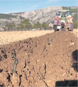  ?? PD ?? Ovdje je godinama
bio neobrađiva­n vinograd, vjerojatno najveća površina u kraju