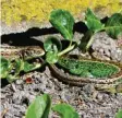  ??  ?? Auch kleine Tiere genießen den Sommer. Beate Steck hat ein Schmetterl­ingspärche­n in Weißenhorn (Landkreis Neu‰ulm) fotografie­rt. Die zwei Eidechsen hat Josef Ritter in Mindelalth­eim (Landkreis Günzburg) beim Sonnen entdeckt.