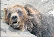  ??  ?? FORLORN: The photo of one of the East London zoo’s bears which outraged social media users