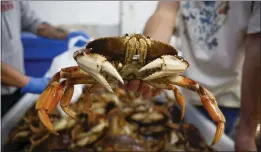  ?? ?? A Dungeness crab up close.