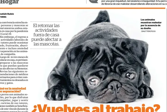  ?? /SHUTTERSTO­CK ?? Los animales muestran malestar por la ausencia de su dueño.