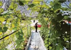  ??  ?? PERGOLA timun yang cantik untuk dijadikan lokasi fotografi.