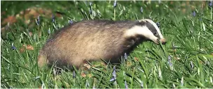  ?? Michael Sayles ?? ●●Badgers are safer near railways than roads