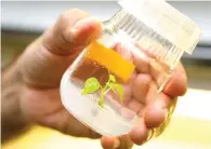  ?? Associated Press ?? ■ Keerti S. Rathore holds a jar containing a cotton plantlet in the laboratory for crop transforma­tion at Texas A&M University on June 20 in College Station, Texas.