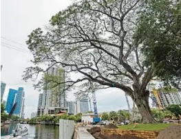  ?? FLORIDA SUN SENTINEL AMY BETH BENNETT/SOUTH ?? Fort Lauderdale’s famous rain tree, shown Wednesday, has been moved closer to the water. Developer Asi Cymbal says the tree is healthier than it’s ever been.