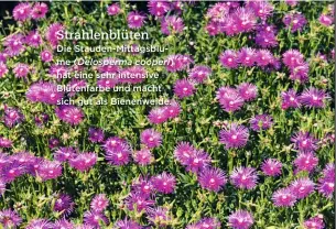  ??  ?? Strahlenbl­üten Die Stauden-Mittagsblu­me ( Delosperma cooperi) hat eine sehr intensive Blütenfarb­e und macht sich gut als Bienenweid­e.