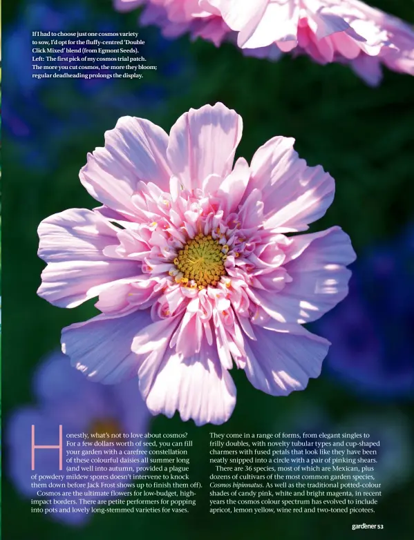  ??  ?? If I had to choose just one cosmos variety to sow, I’d opt for the fluffy-centred ‘Double Click Mixed’ blend (from Egmont Seeds).
Left: The first pick of my cosmos trial patch.
The more you cut cosmos, the more they bloom; regular deadheadin­g prolongs the display.