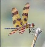  ?? (Submitted photo/Terry Stanfill) ?? A halloween pennant perches on a twig in June 2019.