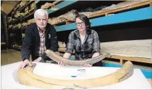  ?? SEAN KILPATRICK THE CANADIAN PRESS ?? Canadian Museum of Nature's curator of paleobiolo­gy, Kieran Shepherd, and paleobiolo­gist Danielle Fraser hold pieces of two mammoth tusks that were recently given to the museum.