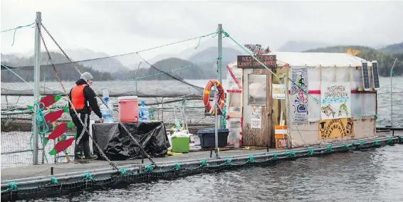  ??  ?? Fish-farm technician Patrick Johnny works near the occupiers’ protest sheds at the Marine Harvest fish farm near Midsummer Island.