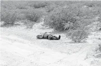  ?? Foto EL MEXICANO ?? Uno de los cuerpos fue abandonado en la carretera a Casas Grandes.