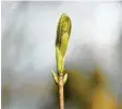  ?? Fotos: Maria Berentzen, dpa ?? Pflanzen wie dieser treibende Ahorn haben bestimmte Sensoren, um die Temperatur ihrer Umgebung wahrnehmen zu können.