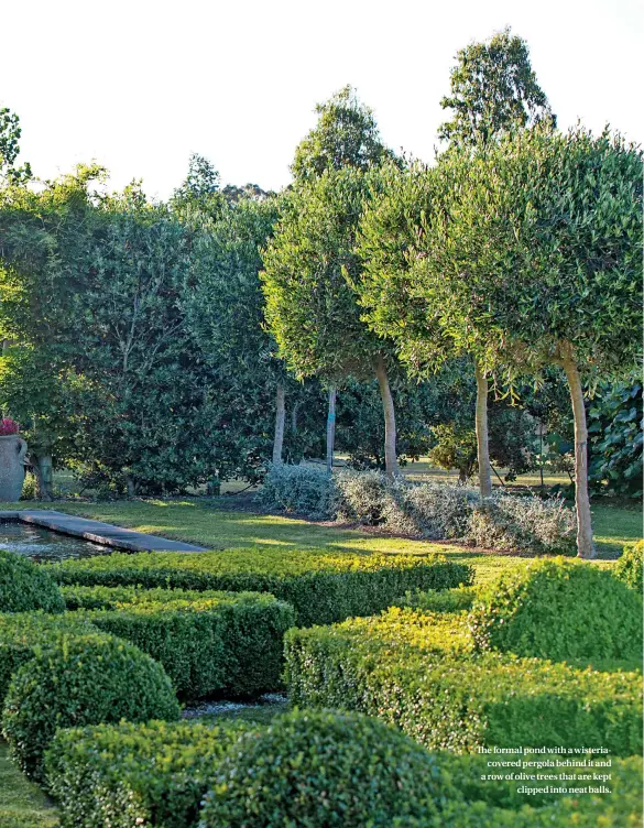  ??  ?? The formal pond with a wisteriaco­vered pergola behind it and a row of olive trees that are kept clipped into neat balls.