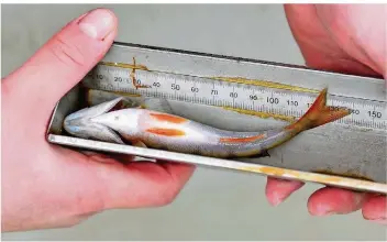  ?? FOTO: KIRSTEN NEUMANN/DPA ?? Um die Fischbestä­nde zu überprüfen, werden die Tiere auch gewogen und gemessen. Dieser Flussbarsc­h aus der Verse-Talsperre liegt gerade in einem Messbrett.