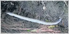  ??  ?? Something fishy: A dead eel found on the bank of Oakley Creek after the pH level of the water suddenly dropped.