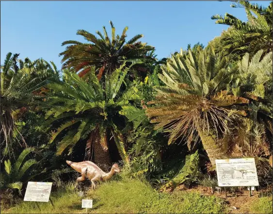  ??  ?? Above: Cycad plants at the Kirstenbos­ch National Botanical Garden.