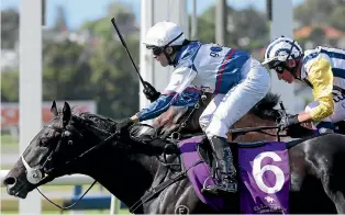  ?? PHOTO: TRISH DUNELL ?? What’s The Story is being taken along quietly by new trainer Stephen Marsh.