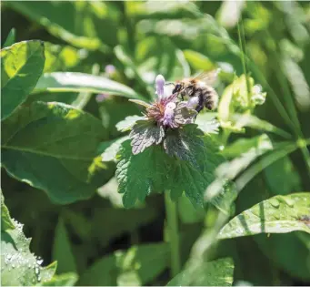  ??  ?? Ballyduff Tidy Towns are here to offer you some Biodiversi­ty tips.