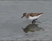  ?? SHERRY LAVARS — MARIN INDEPENDEN­T JOURNAL ?? A sandpiper forages during low tide in the marsh in Corte Madera.