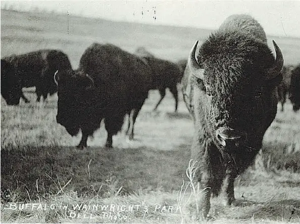  ??  ?? This postcard shows buffalo at a park near Wainwright in 1910. Canada had bought the herd from a Montana rancher, who was going to allow people to kill bulls that were making roundup of the rest of the herd difficult.