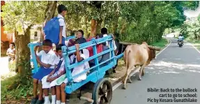  ?? Bibile: Back to the bullock cart to go to school: Pic by Kesara Gunathilak­e ??