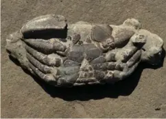  ??  ?? The back and front of a fossilized crab. La espalda y el frente de un cangrejo fosilizado.