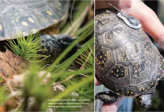  ??  ?? Les chercheurs utilisent de petits transmette­urs radio pour suivre les déplacemen­ts et la santé des population­s de tortues mouchetées