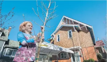  ?? ARLEN REDEKOP/PNG ?? Torrie Groening shows off one of the ginkgo trees she bought during the last park board tree sale.