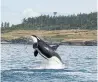  ?? NATALIE BOWES WWF CANADA ?? An endangered Southern Resident killer whale breaches in the Haro Straight.