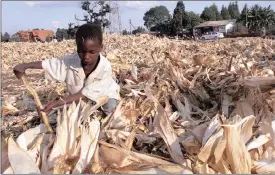  ?? PHOTO: AP ?? GOING HUNGRY: A child searches for loose kernels among discarded maize. The downgrade to junk status could push up prices of the staples for the most impoverish­ed in the country.