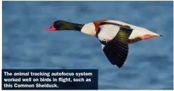  ?? ?? The animal tracking autofocus system worked well on birds in flight, such as this Common Shelduck.