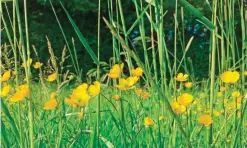  ??  ?? A buttercup meadow beside a wooded area in Dymock, England. — AP photos