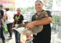  ??  ?? GOOSE LIVER FOR PATE – Joel Lim Alcasid shows his favorite Toulouse goose which he displayed at the recent Agrilink trade show at the World Trade Center in Pasay City. The Toulouse goose is well known for its big liver which is used in making liver pate. Alcasid also displayed several other fancy fowls at the trade show.