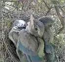  ??  ?? The chicks shortly before fledging, looking like little Scrub Jays now.