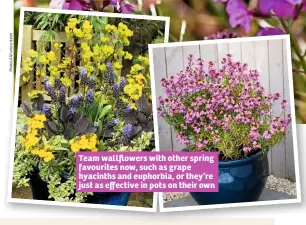  ??  ?? Team wallflower­s with other spring favourites now, such as grape hyacinths and euphorbia, or they’re just as effective in pots on their own