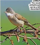  ?? ?? LIVELY The vocal whitethroa­t can be a bit
discordant