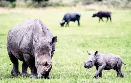  ??  ?? GRAZING TIME: Rhinos at the Karkloof game reserve in South Africa