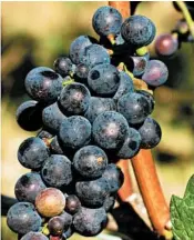  ?? CHICAGO TRIBUNE ?? Pinot noir grapes still rule in the Willamette Valley.